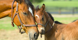 Mare and foal horses
