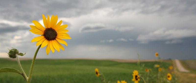 Sunflower in a field under cloudy sky